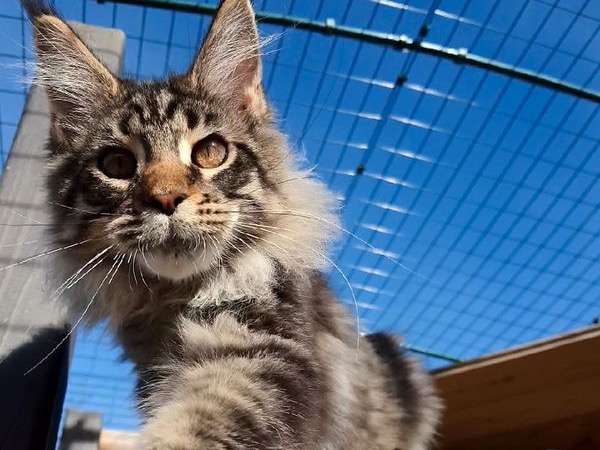 Male Maine Coon Loof De 4 Mois A Acheter Petite Annonce Chat