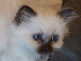 Chaton mâle Sacré de Birmanie blanc et noir LOOF à acheter