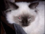 Chaton mâle Sacré de Birmanie blanc et noir LOOF à acheter