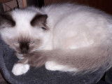 Chaton mâle Sacré de Birmanie blanc et noir LOOF à acheter