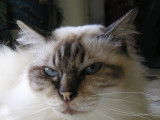 Chaton mâle Sacré de Birmanie blanc et noir LOOF à acheter