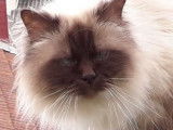 Chaton mâle Sacré de Birmanie blanc et noir LOOF à acheter
