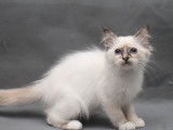 2 chatonnes Sacr&eacute; de Birmanie LOOF disponibles &agrave; la vente