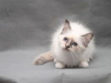 2 chatonnes Sacr&eacute; de Birmanie LOOF disponibles &agrave; la vente