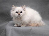 2 chatonnes Sacr&eacute; de Birmanie LOOF disponibles &agrave; la vente