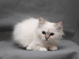 2 chatonnes Sacr&eacute; de Birmanie LOOF disponibles &agrave; la vente