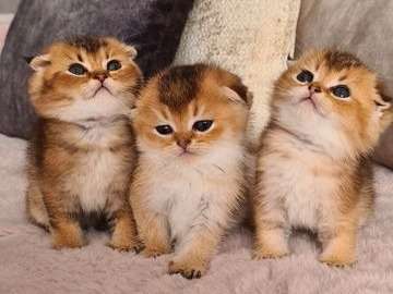 4 chatons Scottish Fold non LOOF disponibles à la réservation