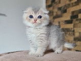 4 chatons Scottish Fold non LOOF disponibles à la réservation