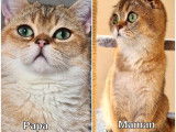 4 chatons Scottish Fold non LOOF disponibles à la réservation
