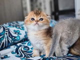 4 chatons Scottish Fold non LOOF disponibles à la réservation