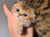 4 chatons Scottish Fold non LOOF disponibles à la réservation