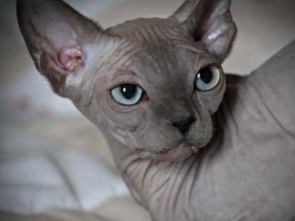 O Sphynx D Orges Elevage De Sphynx A Rouen