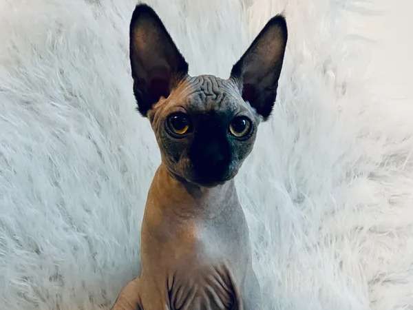 Un chaton Sphynx LOOF à vendre, mâle de juillet 2021