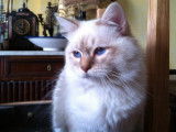 Chat Sacré de Birmanie, au pelage chocolat et blanc (LOOF), disponible pour des saillies