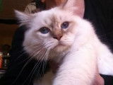 Chat Sacré de Birmanie, au pelage chocolat et blanc (LOOF), disponible pour des saillies