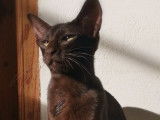 Mise en vente d’une chatonne Peterbald chocolat (LOOF)