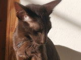 Mise en vente d’une chatonne Peterbald chocolat (LOOF)
