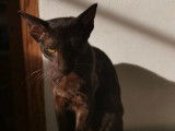 Mise en vente d’une chatonne Peterbald chocolat (LOOF)