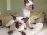 Disponibles à la réservation : 2 chatonnes Siamois chocolats et blanches (LOOF)