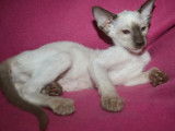Disponibles à la réservation : 2 chatonnes Siamois chocolats et blanches (LOOF)