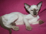 Disponibles à la réservation : 2 chatonnes Siamois chocolats et blanches (LOOF)