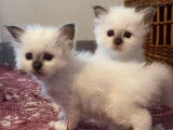 À vendre : chatons Sacré de Birmanie noirs et blancs (non LOOF)