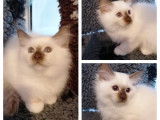 À vendre : chatons Sacré de Birmanie noirs et blancs (non LOOF)