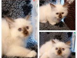 À vendre : chatons Sacré de Birmanie noirs et blancs (non LOOF)