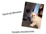 À vendre : chatons Sacré de Birmanie noirs et blancs (non LOOF)