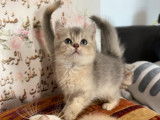 Mise en vente de 4 chatons Scottish Fold et Staight nés en octobre 2021 LOOF