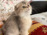 Mise en vente de 4 chatons Scottish Fold et Staight nés en octobre 2021 LOOF