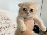 Mise en vente de 4 chatons Scottish Fold et Staight nés en octobre 2021 LOOF