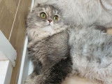 Mise en vente de 4 chatons Scottish Fold et Staight nés en octobre 2021 LOOF