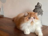 Un chaton Persan m&acirc;le, au pelage roux (non LOOF), &agrave; vendre