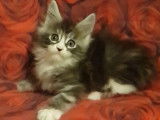 Quatre chatonnes Maine Coon noirs argentés LOOF à réserver
