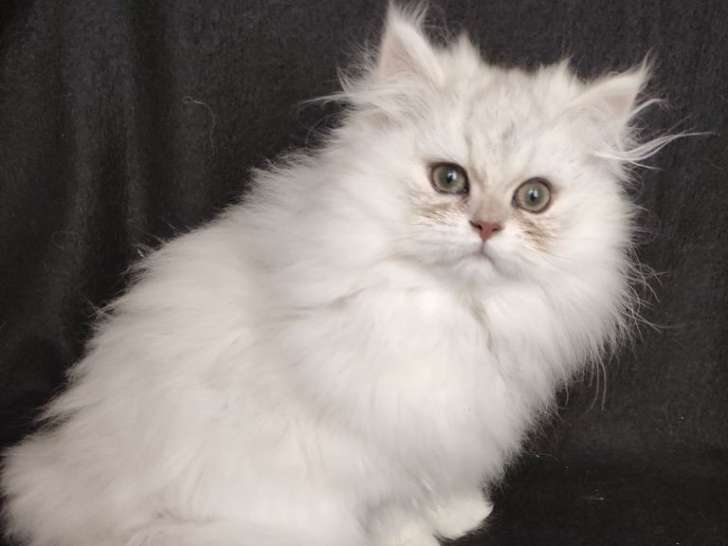 À vendre une chatonne Persan bleue chinchilla née en août 2021 LOOF