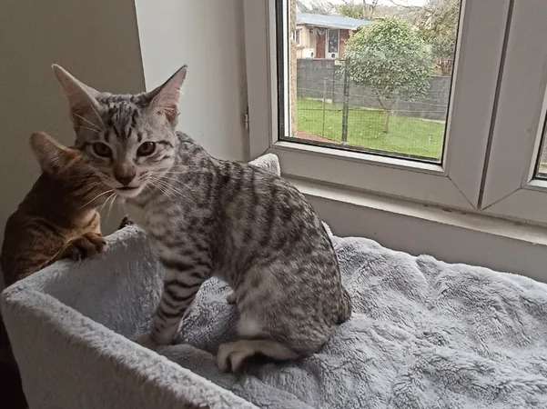 3 Chatons Savannah F6 Sbt Loof Noir Et Gris A Reserver Petite Annonce Chat