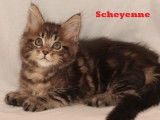 Réservation de 2 chatons Maine Coon LOOF