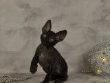 Chaton mâle Cornish Rex au pelage noir smoke à vendre (LOOF)