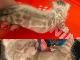 Vente d’un chaton mâle Bengal couleur neige (LOOF)