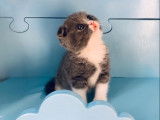 Chaton mâle Scottish Fold bicolore LOOF né en août 2021 à vendre