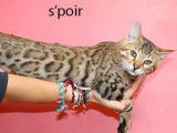 Chaton Bengal LOOF au pelage brown à rosettes de juin 2021 à céder