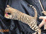 Chaton Bengal LOOF au pelage brown à rosettes de juin 2021 à céder