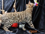 Chaton Bengal LOOF au pelage brown à rosettes de juin 2021 à céder