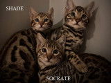 2 chatons mâle de race Bengal (LOOF) au pelage au pelage marron à vendre