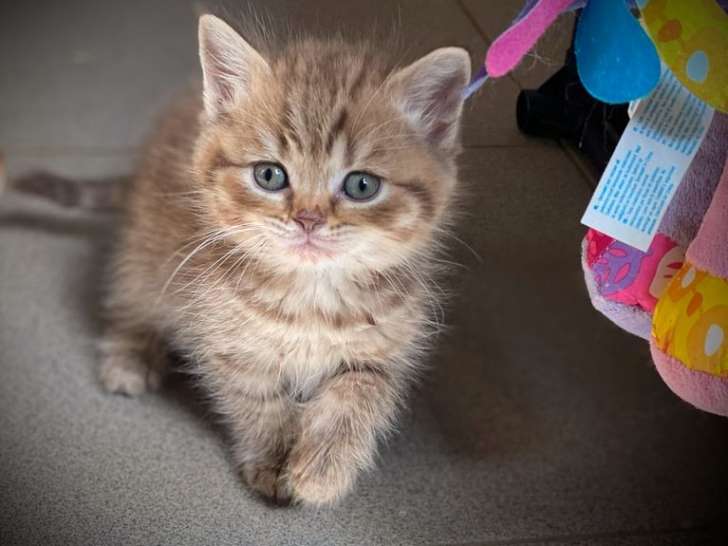 4 chatons LOOF British Shorthair  nés en octobre 2021 à vendre
