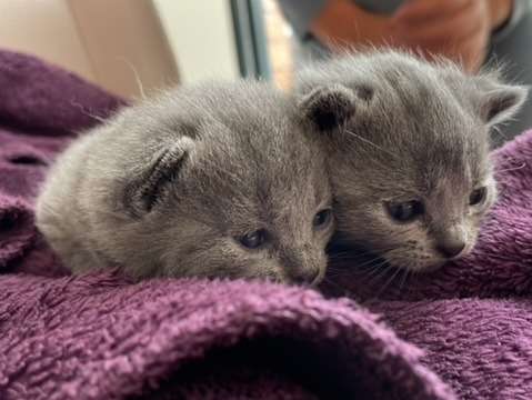 Magnifiques chatons Chartreux à vendre