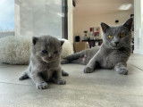 Magnifiques chatons Chartreux à vendre