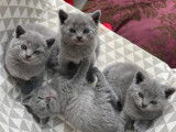 Magnifiques chatons Chartreux à vendre