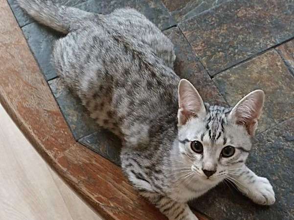 3 chatons Savannah au pelage black silver (LOOF) nés en 2021 en vente